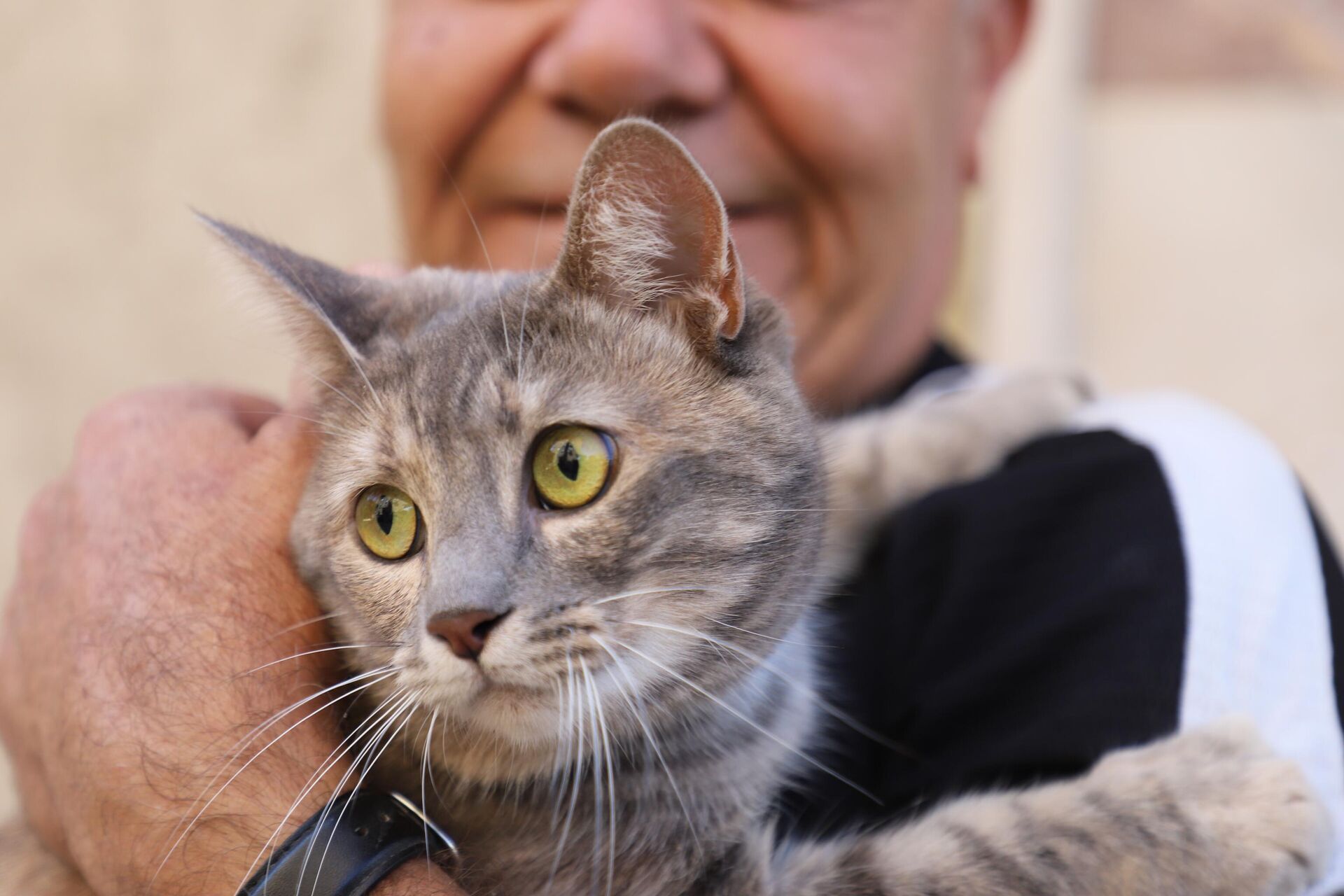 Kedi - Sputnik Türkiye, 1920, 28.09.2024