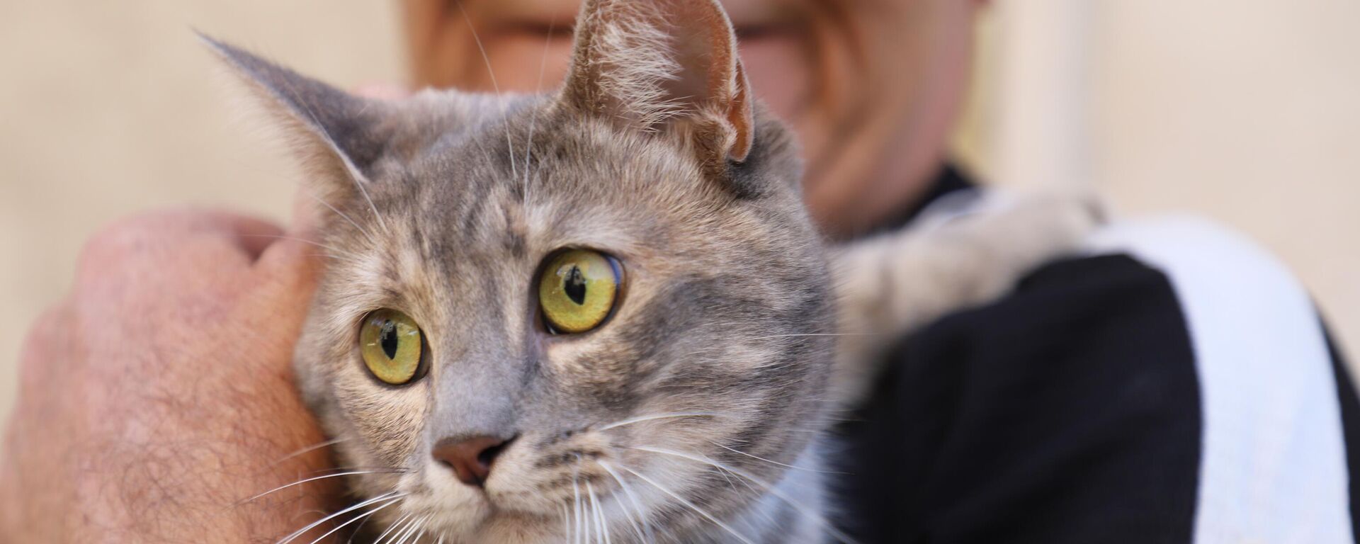 Kedi - Sputnik Türkiye, 1920, 13.12.2024