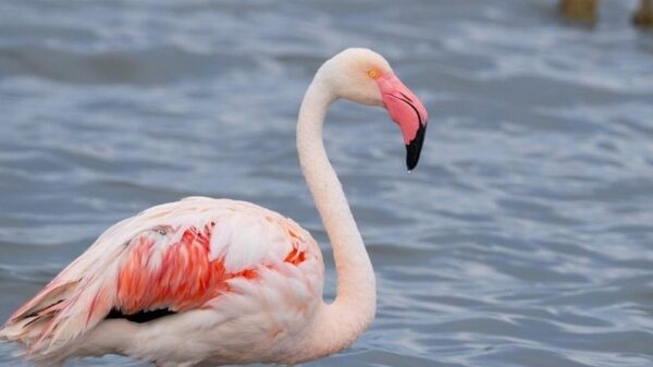 İzmit Körfezi'ndeki flamingo sayısında artış gözleniyor - Sputnik Türkiye