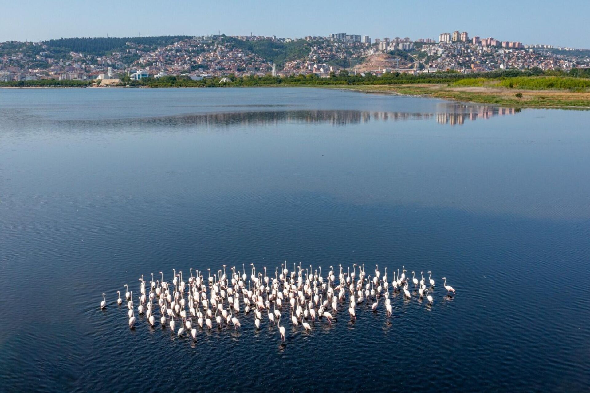 İzmit Körfezi'ndeki flamingo sayısında artış gözleniyor - Sputnik Türkiye, 1920, 29.09.2024