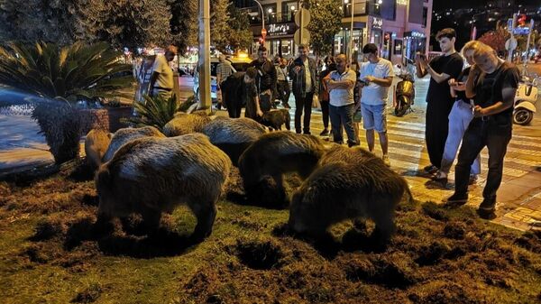 
Aydın'ın Kuşadası ilçesinde yaban domuzları merkeze indi - Sputnik Türkiye