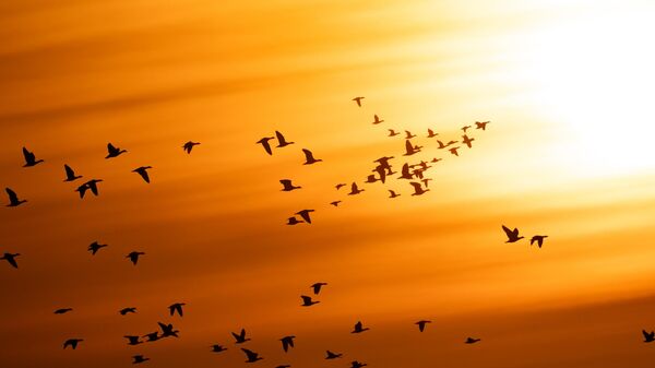 Göçmen  - Sputnik Türkiye