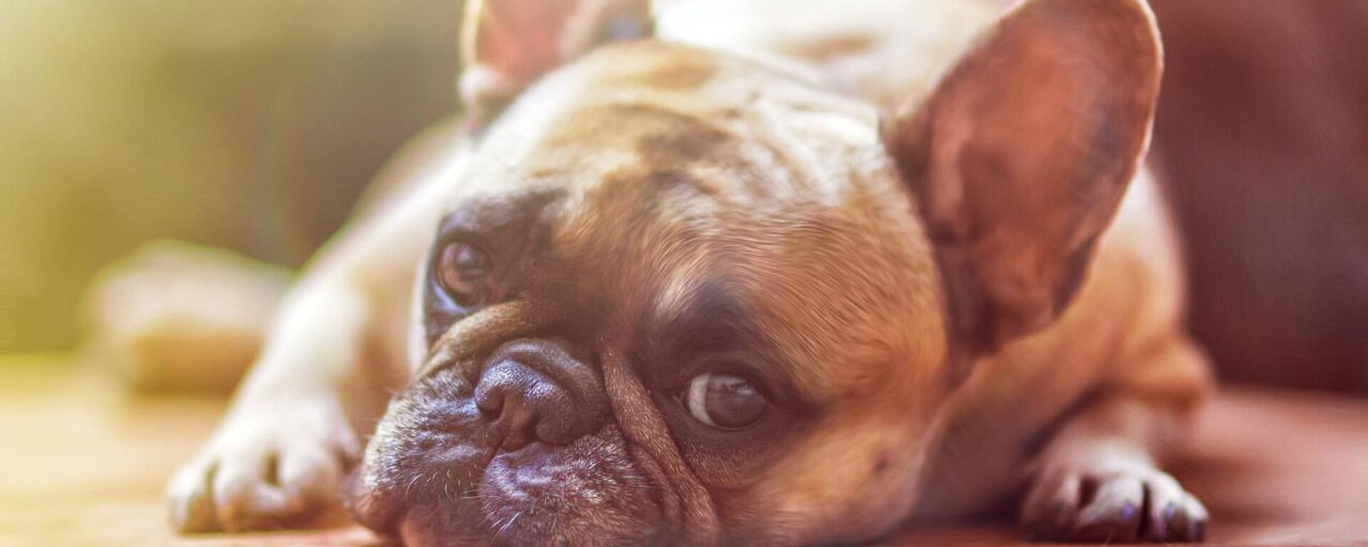 Hayvanlarda insanlar gibi yaşlandıkça daha az sosyalleşiyor - Sputnik Türkiye, 1920, 09.03.2026