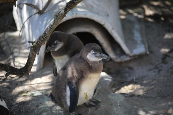 IUCN, bu düşüşün &#x27;şu anda tersine dönme belirtisi göstermediğini ve acil koruma eylemi gerektiğini&#x27; belirtiyor. Afrika penguenleri 2010 yılından beri tehlike altında olarak listenmiş durumda. - Sputnik Türkiye