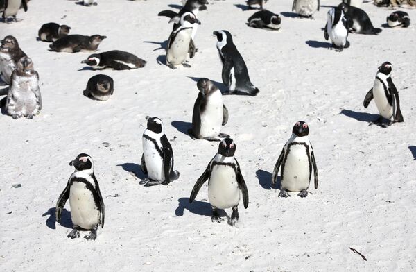 Uluslararası Doğa ve Doğal Kaynakları Koruma Birliği&#x27;nin (IUCN) yakın zamanda yaptığı bir değerlendirmeye göre, Afrika&#x27;nın tek yerleşik penguen türü artık resmen kritik derecede tehlike altında. - Sputnik Türkiye