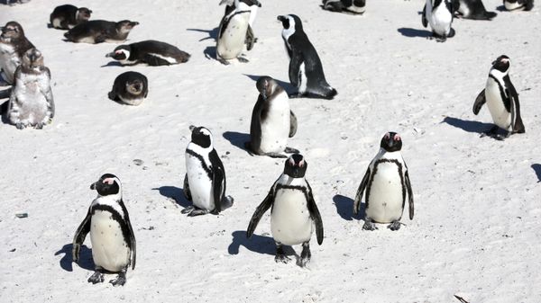 Penguen - Sputnik Türkiye