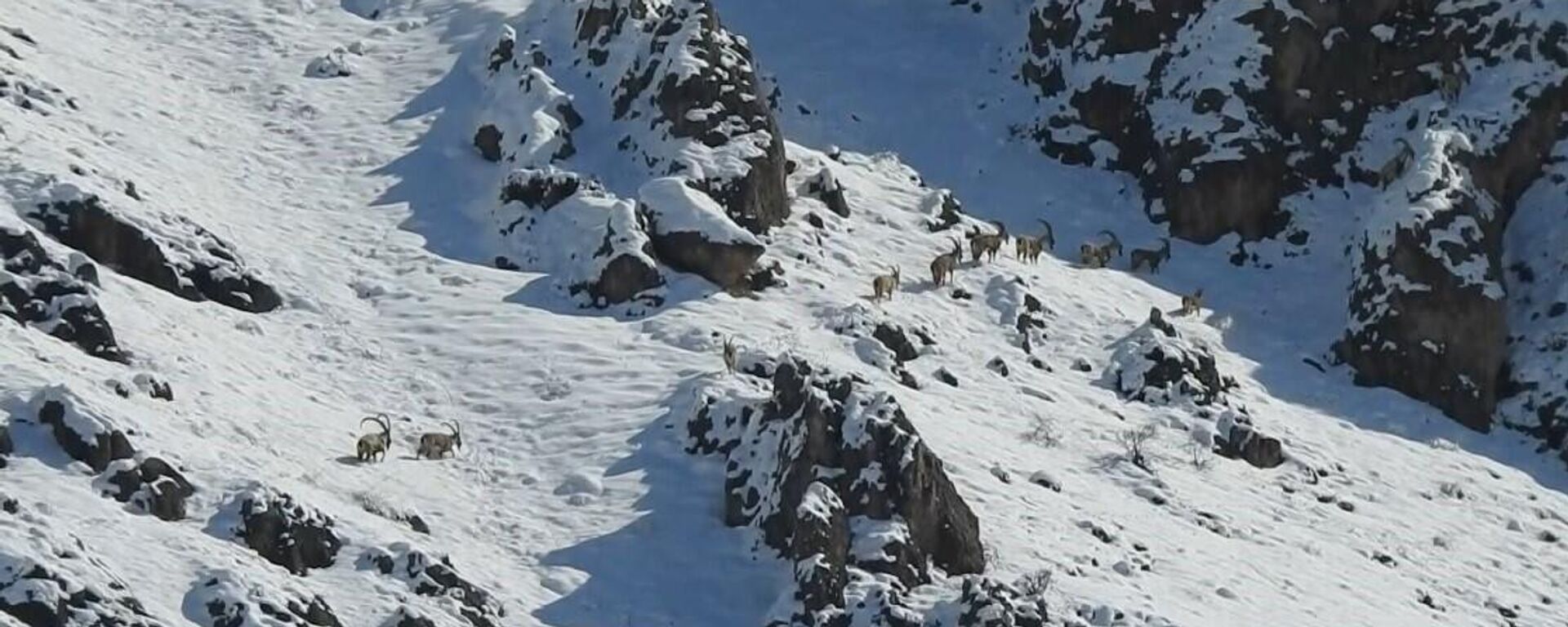 Dağ Keçi - Sputnik Türkiye, 1920, 18.02.2026