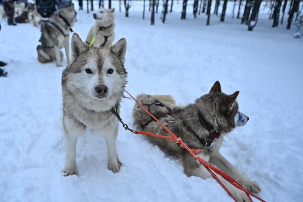 Rusya’nın en soğuk bölgesi Sibirya bölgesiyle özdeşleşmiş Sibirya kurdu bir diğer ismiyle Haski olarak adlandırılan köpekler, karlı ve soğuk havalarda tur amaçlı kızak çekiciliğinde kullanılıyor. - Sputnik Türkiye