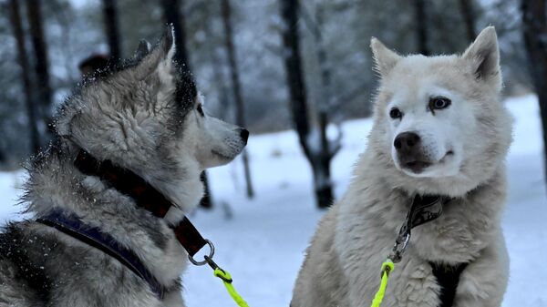 Soğuk Sibirya’nın sıcakkanlı köpekleri Sibirya kurtlarıyla turlar yapılıyor - Sputnik Türkiye