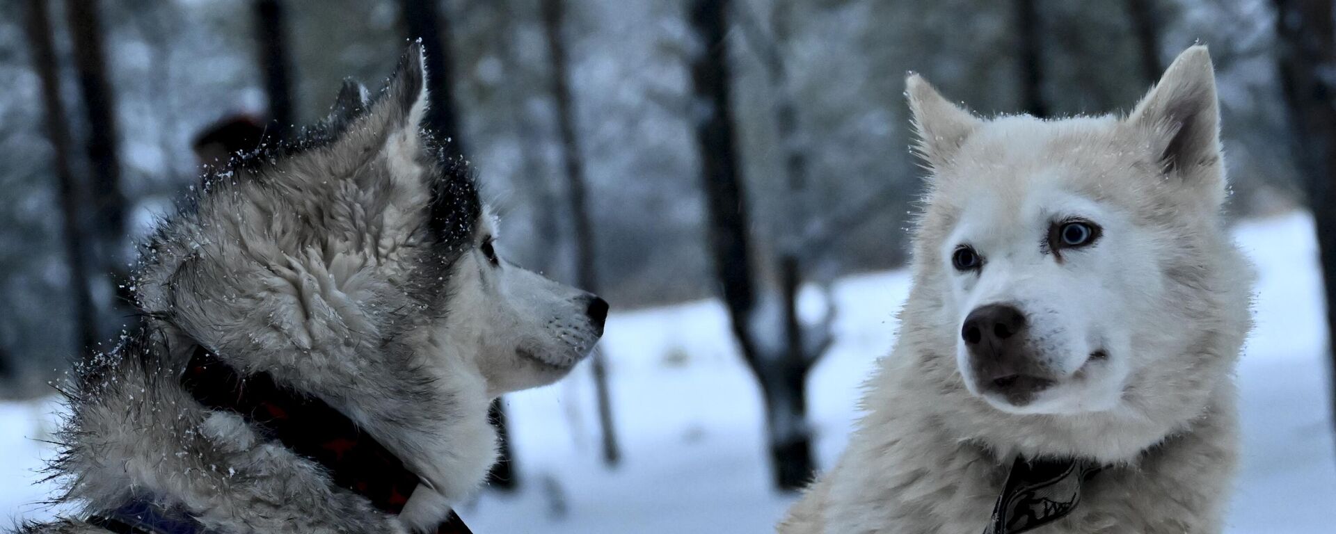 Soğuk Sibirya’nın sıcakkanlı köpekleri Sibirya kurtlarıyla turlar yapılıyor - Sputnik Türkiye, 1920, 29.04.2026