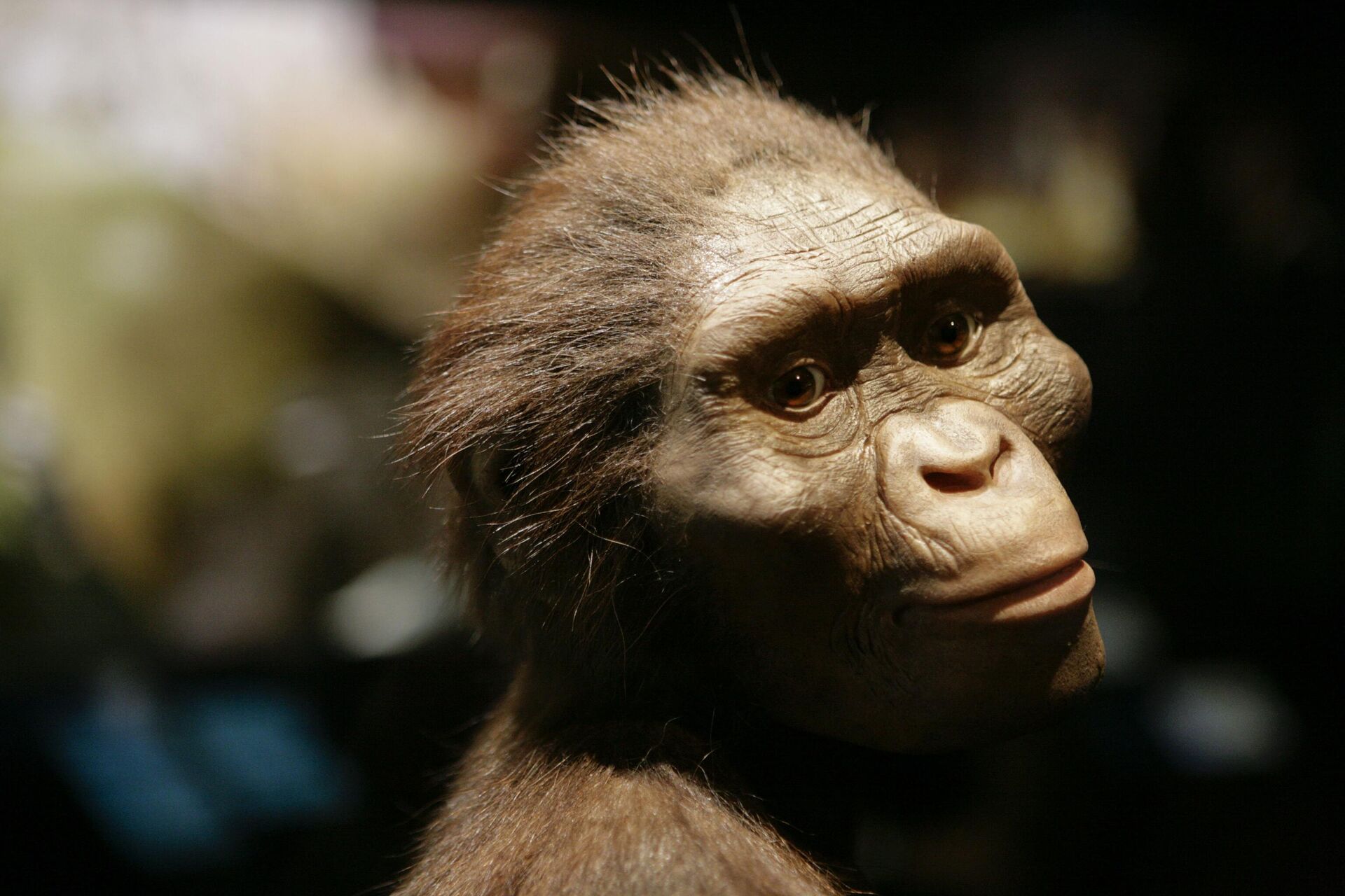 Australopithecus afarensis - Sputnik Türkiye, 1920, 29.11.2024