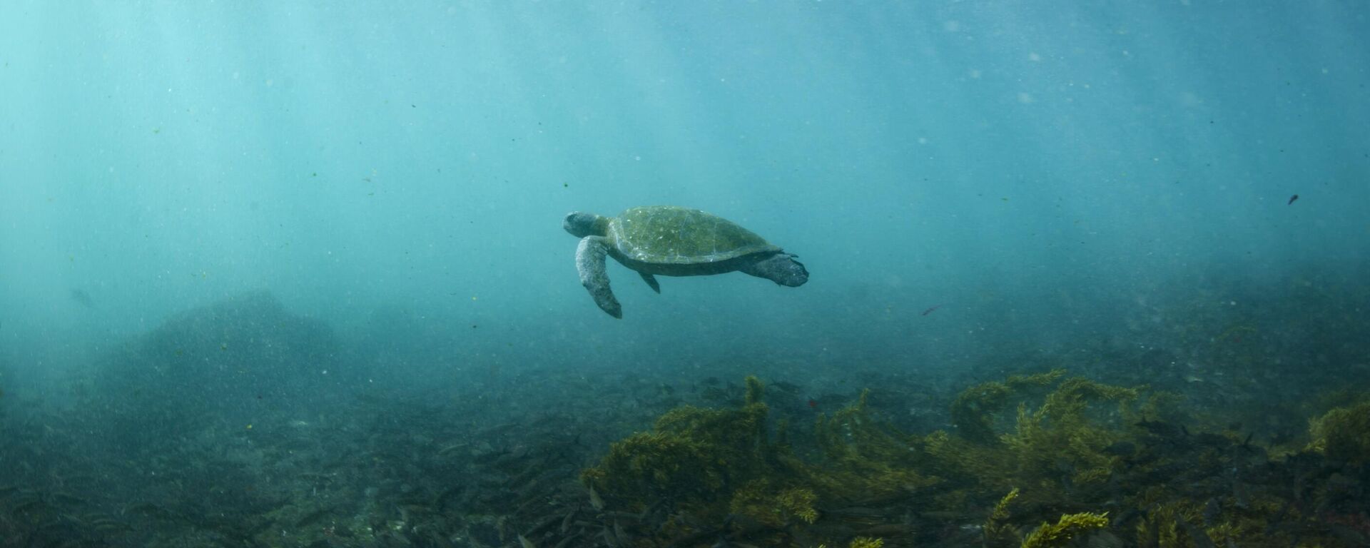Filipinler'de koruma altındaki deniz kaplumbağasını pişirip yiyenlerden 3'ü öldü, 32'si zehirlendi - Sputnik Türkiye, 1920, 10.10.2025