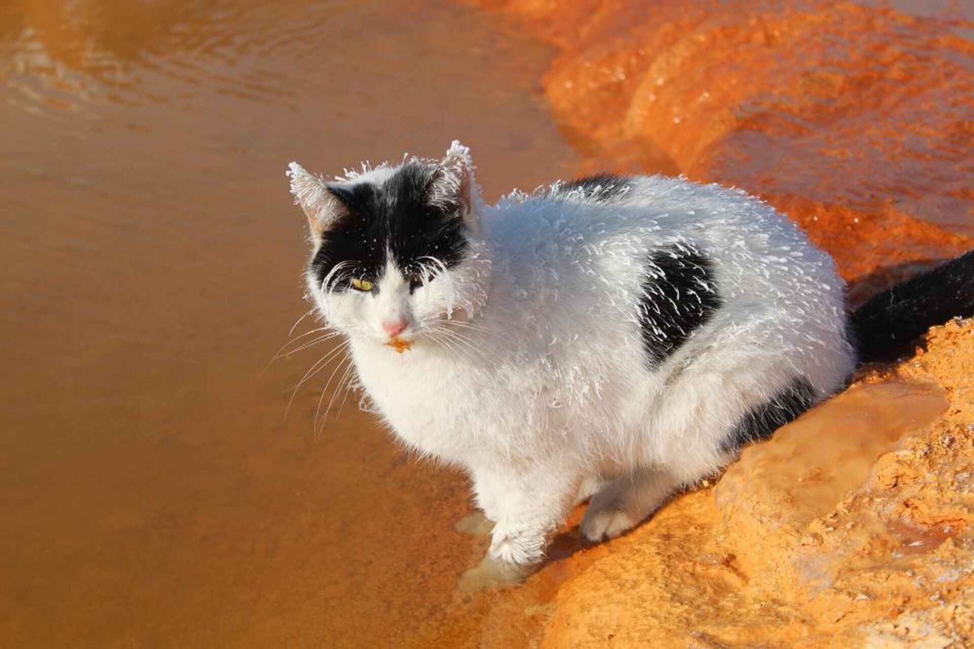 Sivas kedi - Sputnik Türkiye, 1920, 05.12.2024