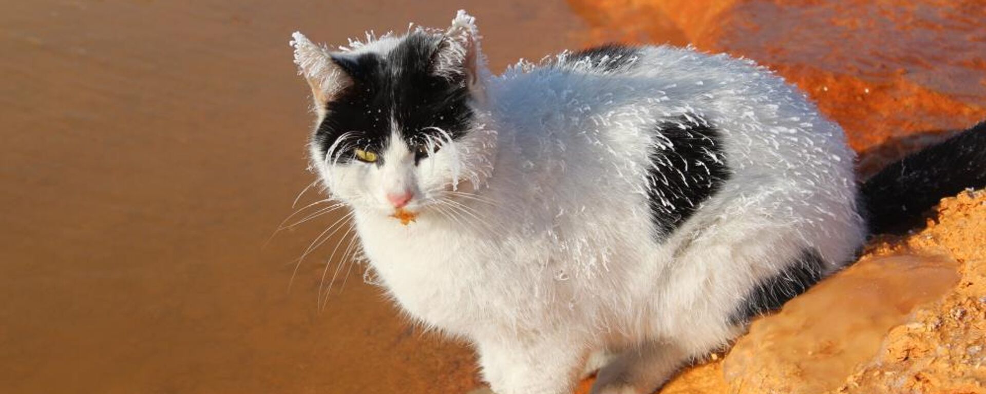 Sivas kedi - Sputnik Türkiye, 1920, 03.12.2024