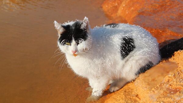 Sivas kedi - Sputnik Türkiye