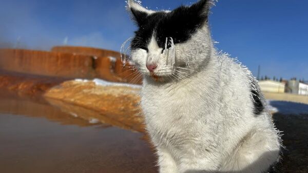 Sivas'ta termal su kenarında ısınmaya çalışan kedi - Sputnik Türkiye