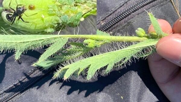 Çanakkale'de Kaz Dağları'nda bulunan endemik bir gelincik türü olan Papaver pilosum subsp. strictum (Papaveraceae) bitkisi üzerinde beslenen dünya için yeni bir böcek türü keşfedildi. - Sputnik Türkiye