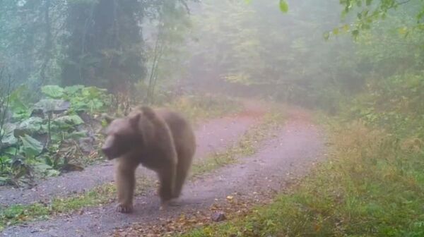 Düzce - Sputnik Türkiye