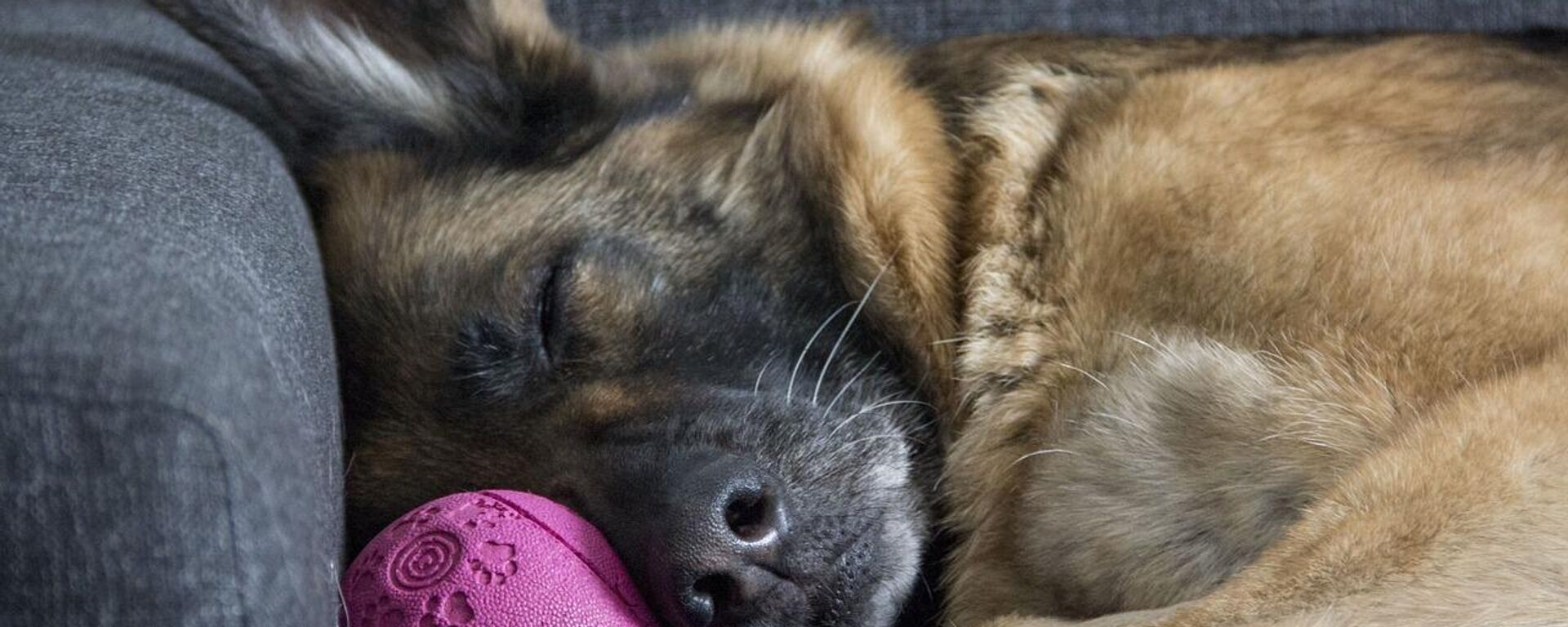 Kayıp köpek, eve döndüğünü haber vermek için sahibinin kapı zilini çaldı - Sputnik Türkiye, 1920, 30.12.2024