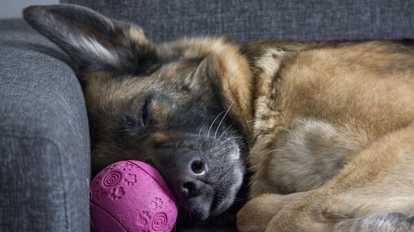 Kayıp köpek, eve döndüğünü haber vermek için sahibinin kapı zilini çaldı - Sputnik Türkiye