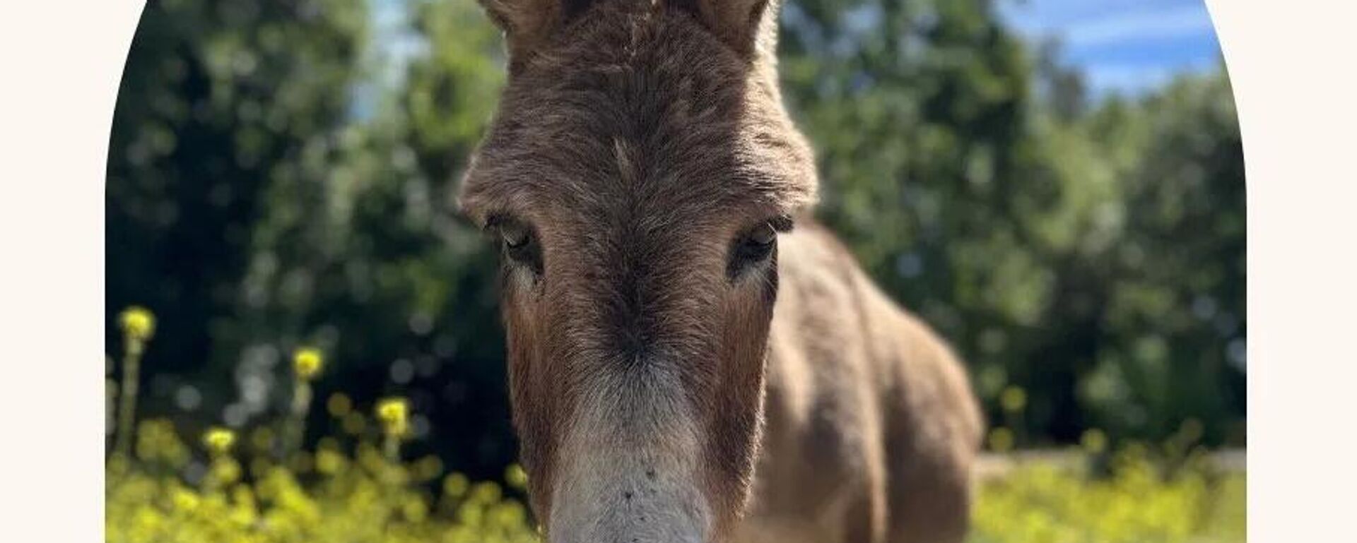 Eşek - Sputnik Türkiye, 1920, 05.01.2025