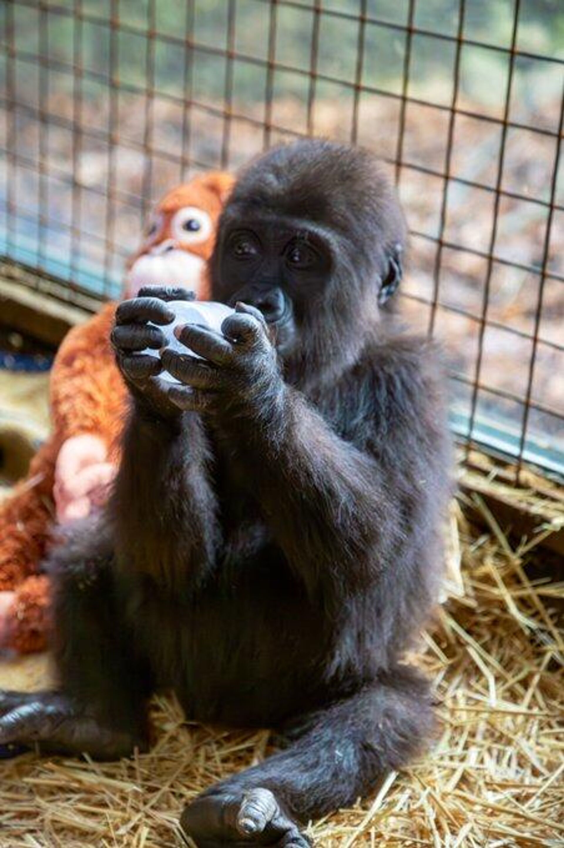 Goril yavrusu - Sputnik Türkiye, 1920, 13.08.2025