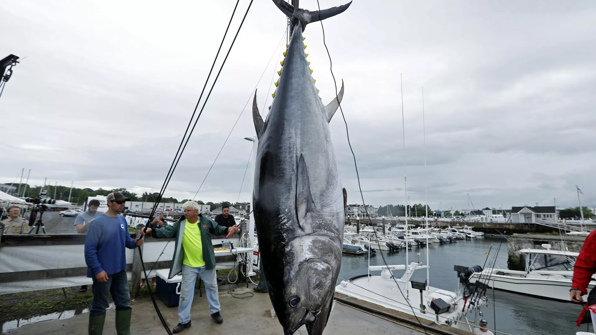 FILE - A 422 lb. Atlantic bluefin tuna is hoisted from a boat at the South Portland, Maine. Loss of habitat from warming waters could largely remove some of the most important predators from the ocean. (AP Photo/Robert F. Bukaty, File) - Sputnik Türkiye, 1920, 07.01.2025