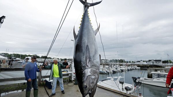 FILE - A 422 lb. Atlantic bluefin tuna is hoisted from a boat at the South Portland, Maine. Loss of habitat from warming waters could largely remove some of the most important predators from the ocean. (AP Photo/Robert F. Bukaty, File) - Sputnik Türkiye