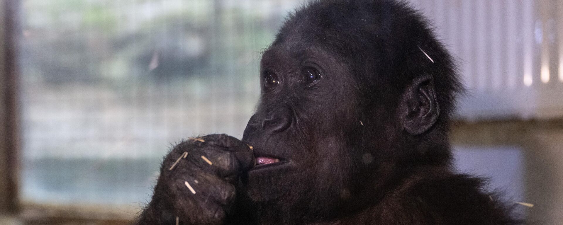 İstanbul Havalimanı'nda bulunan yavru gorilin ismi belli oldu - Sputnik Türkiye, 1920, 12.01.2025