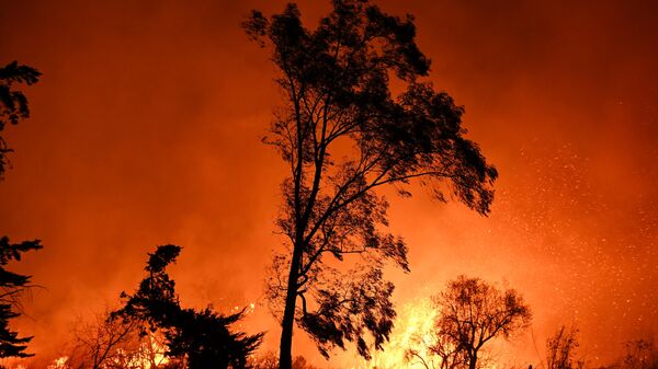 California, Los Angeles'tan yangın görüntüleri - Sputnik Türkiye