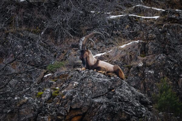 Güçlü bacakları ve kıvrık boynuzlarıyla zorlu arazi koşullarında rahatça hareket edebilen yaban keçileri, dağlık ve kayalık alanlar, özellikle Munzur Vadisi’nin dik yamaçlarında sıkça görülür.  - Sputnik Türkiye