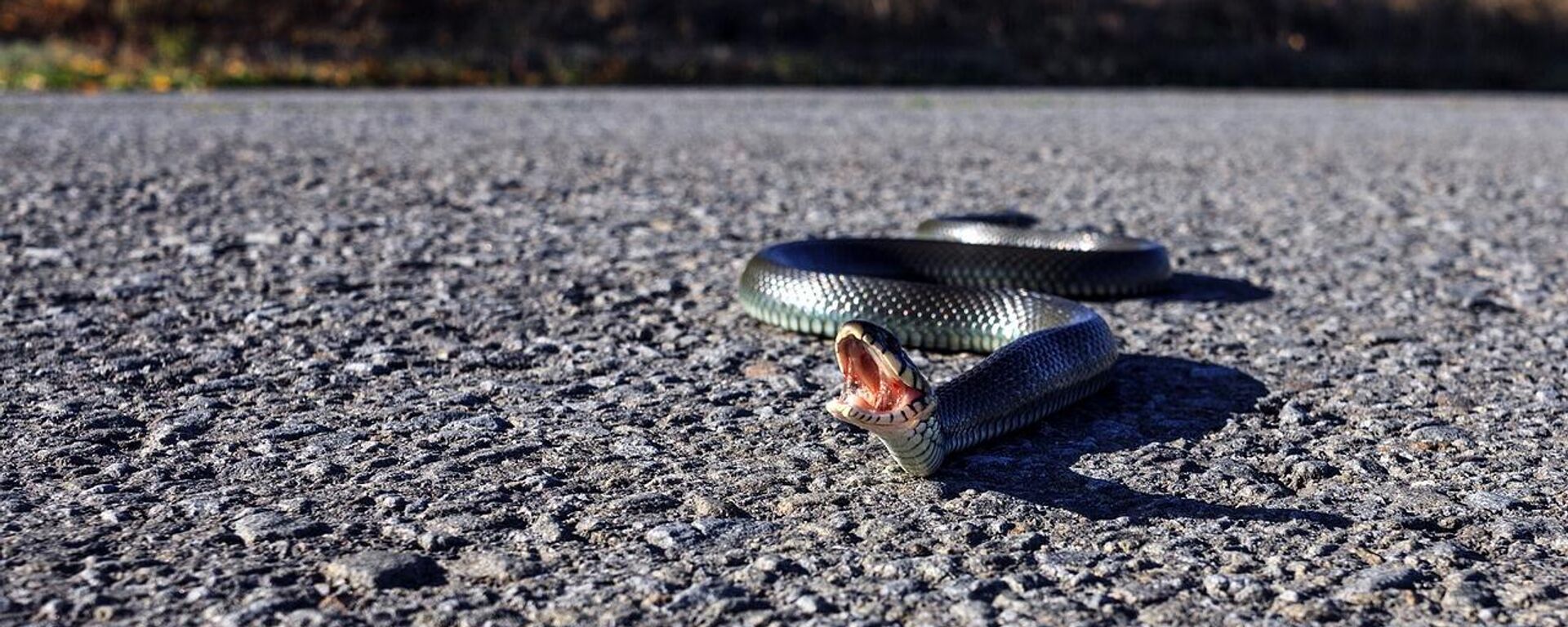 yılan - Sputnik Türkiye, 1920, 03.05.2025