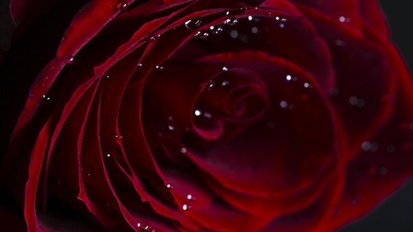 Çiçekçiler Sevgililer Günü'ne hazır - Sputnik Türkiye