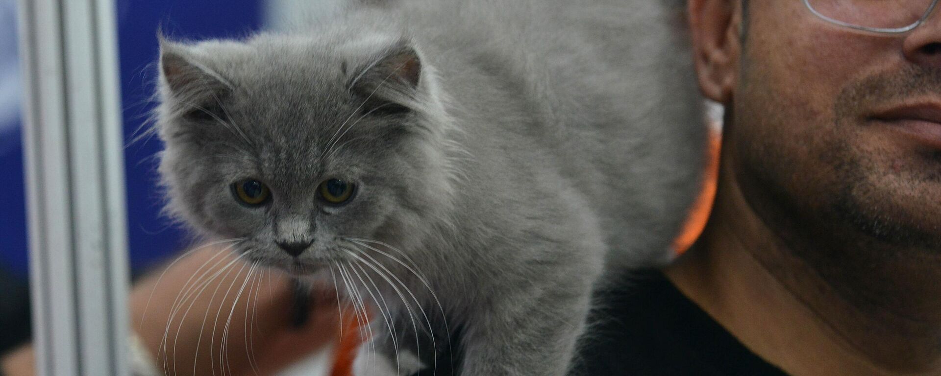 17 Şubat Dünya Kediler Günü - Sputnik Türkiye, 1920, 29.05.2025