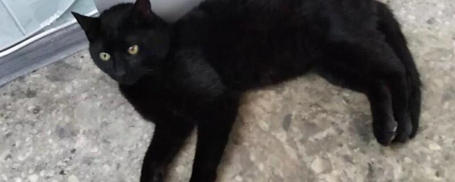 İstanbul'dan gizlice bir Rus gemisine binen kedi Novorossiysk'e ulaştı - Sputnik Türkiye, 1920, 20.03.2025