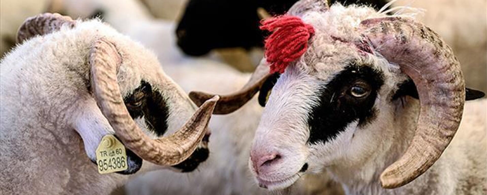 Kurban Bayramı - Sputnik Türkiye, 1920, 02.04.2025