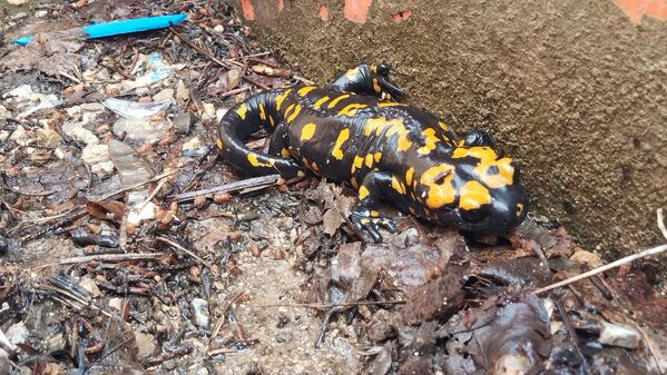 Türk semenderi okul bahçesinde görüntülendi - Sputnik Türkiye