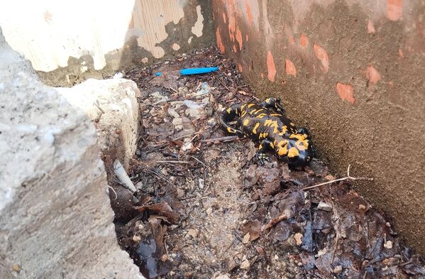 Türk semenderinin bilinen özelliklerine göre siyah derilerinin üzerinde hem sağda hem de solda olmak üzere şerit halinde sarı benekler bulunur - Sputnik Türkiye