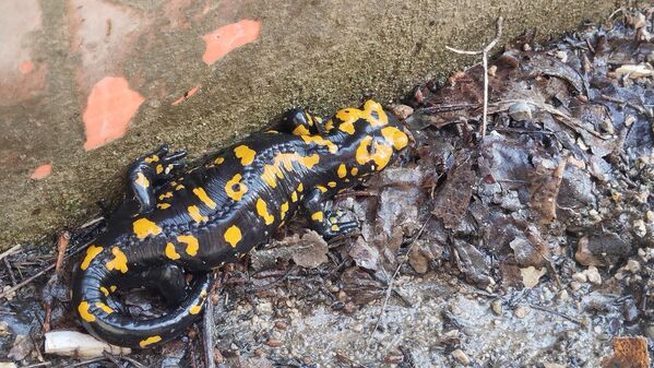 Kuyruklarının uzunluğu baş ve gövde uzunluklarının toplamından fazladır - Sputnik Türkiye