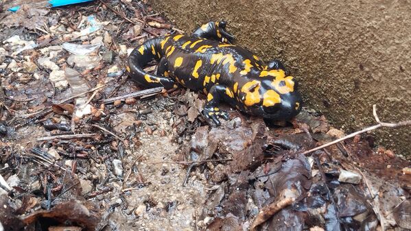 Toplam vücut uzunlukları 16-20 cm arasında olup, erişkin erkeklerde kuyruğun gövdeye bağlandığı kısımda bir çıkıntı vardır - Sputnik Türkiye