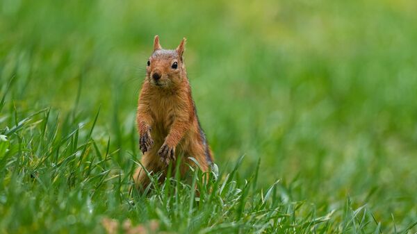 Sincap - Sputnik Türkiye