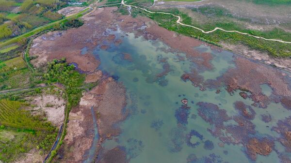 Efteni Kuş Cenneti Gölü - Sputnik Türkiye