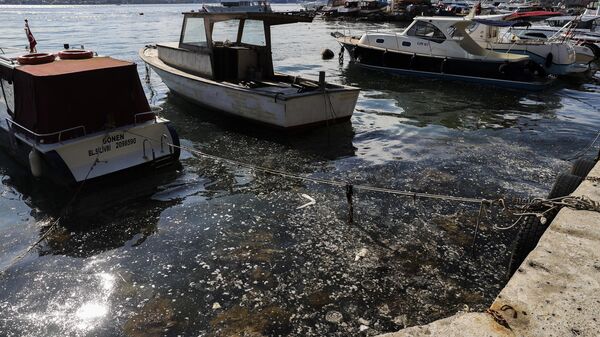İstanbul'da Beykoz sahilinde deniz yüzeyinde müsilaj görüldü - Sputnik Türkiye