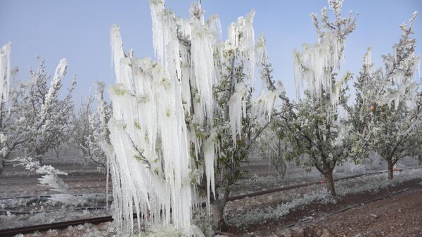 Zirai don olayından etkilenen illerde 16 ürün destek ödemesi kapsamına girdi - Sputnik Türkiye