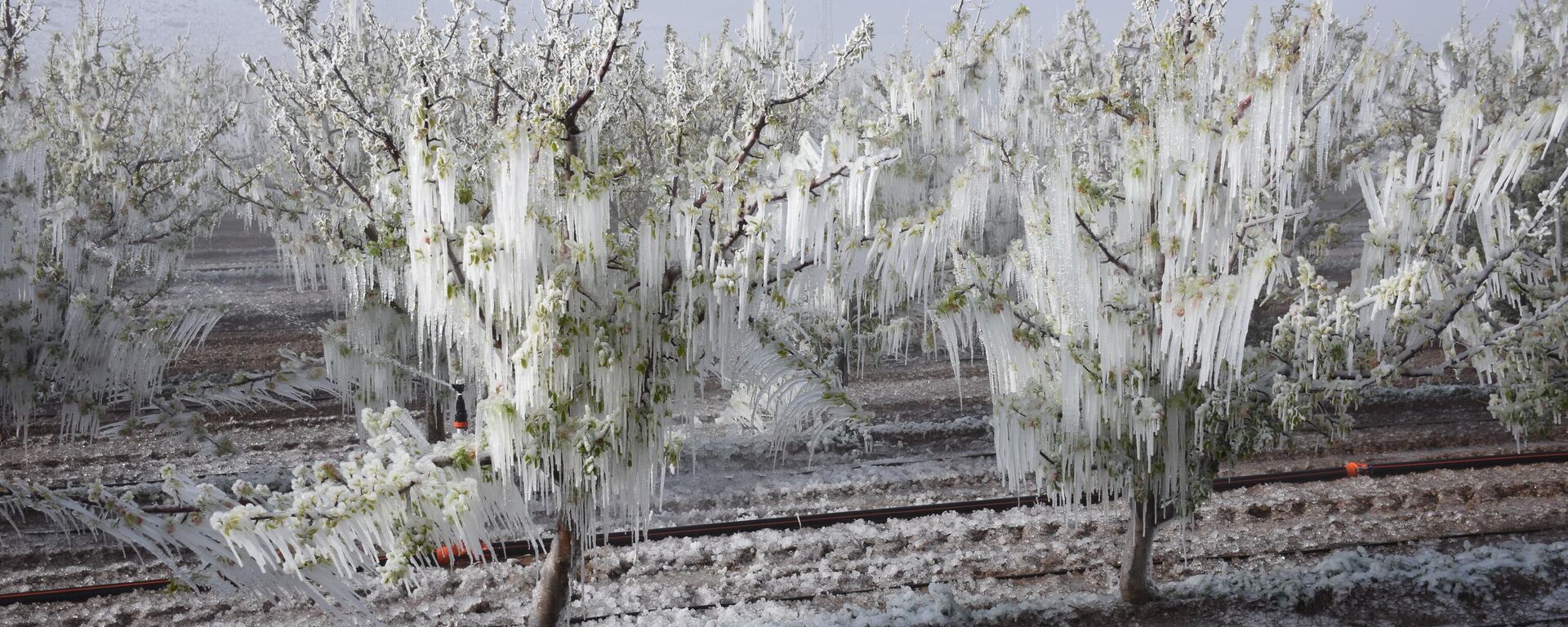 zirai don - Sputnik Türkiye, 1920, 25.05.2025