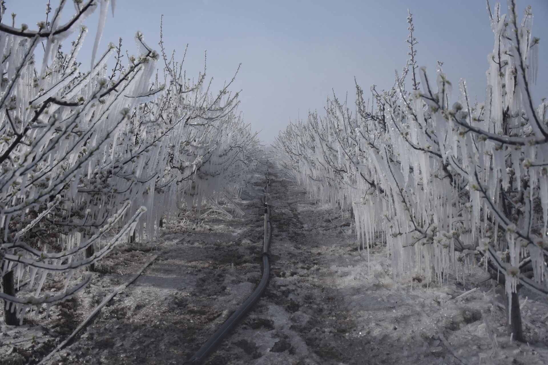 zirai don - Sputnik Türkiye, 1920, 13.05.2025
