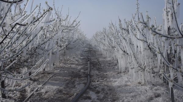 zirai don - Sputnik Türkiye