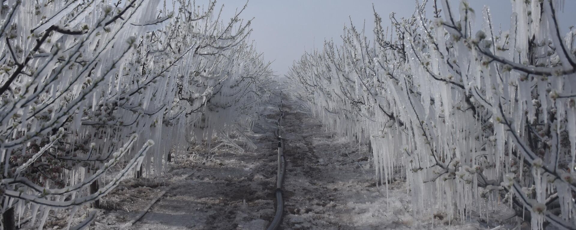 zirai don - Sputnik Türkiye, 1920, 20.10.2025