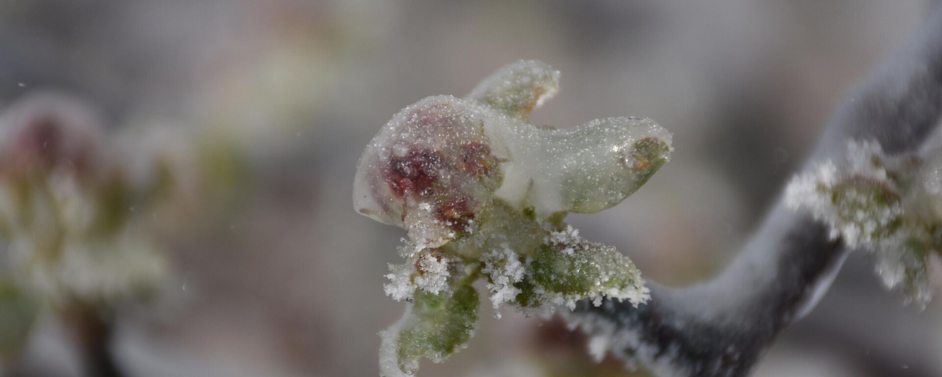 zirai don - Sputnik Türkiye, 1920, 13.05.2025