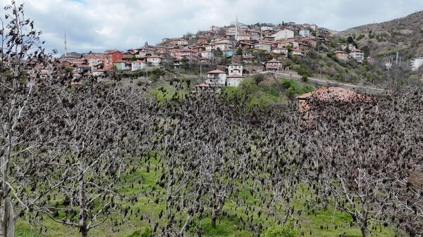 Çorum'un Oğuzlar ilçesinde ceviz bahçeleri zirai dondan etkilendi - Sputnik Türkiye